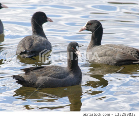 Flock of coots Flock of coots 135289832