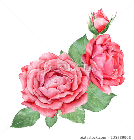 A composition of beautiful roses, a watercolor illustration of flowers. Hand-drawn, suitable for designing cards, invitations, and printing. 135289908