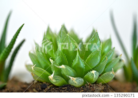 Haorthia Haorthia 135290171
