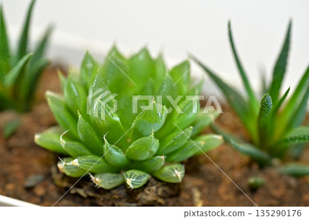 Haorthia Haorthia 135290176