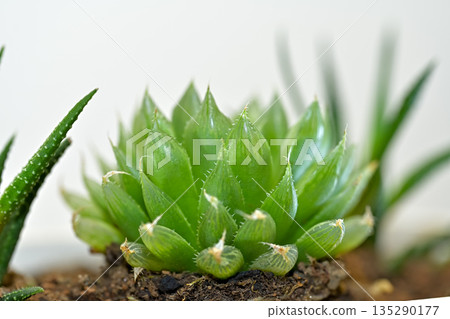 Haorthia Haorthia 135290177