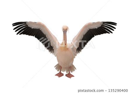 Pink Pelican isolated on white background Pink Pelican isolated on white background 135290400