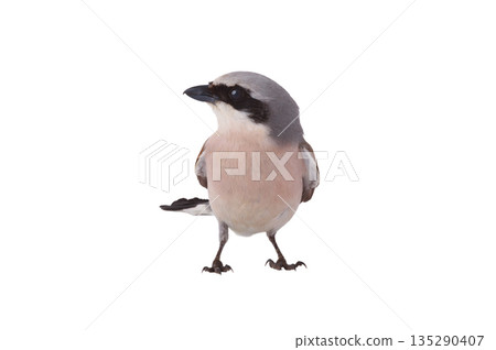 Red backed Shrike isolated on white background 135290407