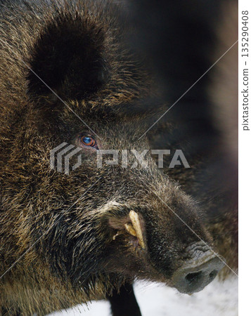 Portrait of a wild boar against the background of a herd 135290408