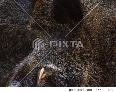 Portrait of a wild boar against the background of a herd Portrait of a wild boar against the background of a herd 135290409