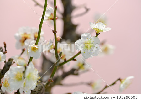 白梅花開，預示春天 135290505