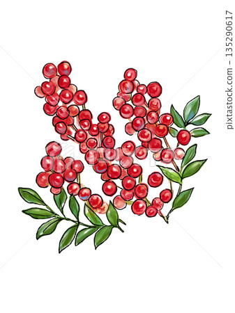 A lovely hand-drawn line drawing and watercolor illustration of a nandina 135290617