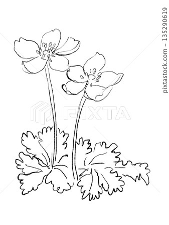 Hand-drawn line drawing illustration of a blooming coptis 135290619