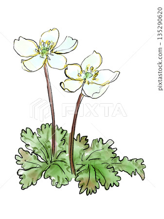 手繪線條和水彩插圖,描繪了一朵盛開的白花 手繪線條和水彩插圖,描繪了一朵盛開的白花 135290620