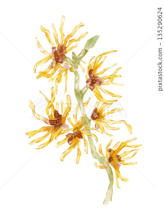 Hand-painted watercolor illustration of a blooming witch hazel 135290624