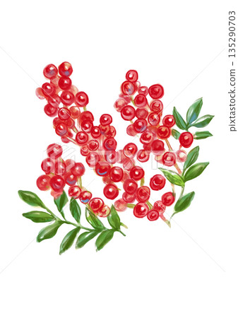 A hand-drawn watercolor illustration of a lovely, fruitful nandina 135290703