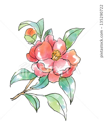 Hand-drawn line and watercolor illustration of a blooming winter camellia Hand-drawn line and watercolor illustration of a blooming winter camellia 135290722