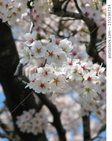 櫻花 1104 08 135290734