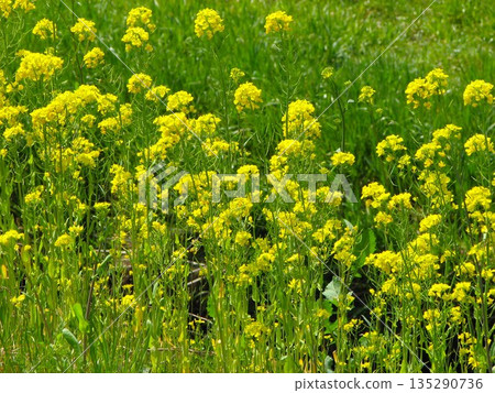 油菜花 1104 135290736