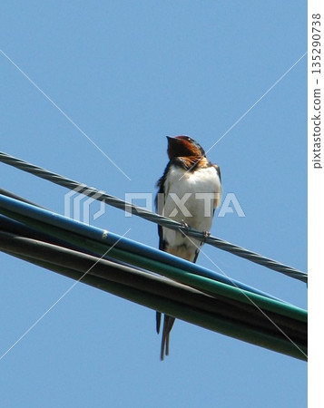 燕子棲息在電線上 1104 01 135290738