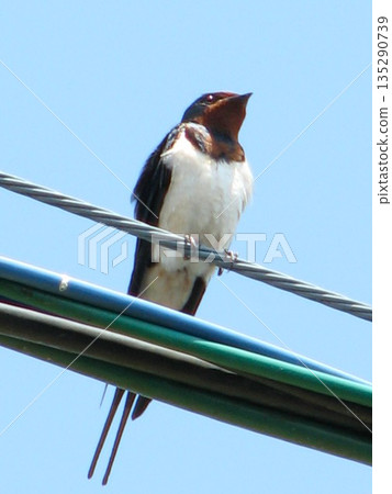 燕子棲息在電線上 1104 02 135290739