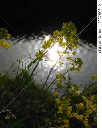 陽光反射在河面上和油菜花上 1104 135290740