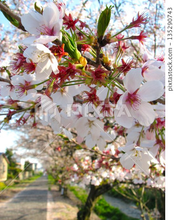 櫻花 1104 09 135290743