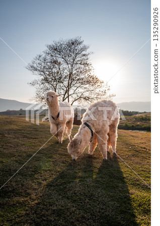 Two alpacas walking freely on the grassy valley to find some foods with background of sunset. 135290926