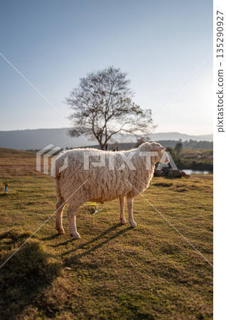 Full body portrait of white sheep standing on grassy field at the sunset. Full body portrait of white sheep standing on grassy field at the sunset. 135290927