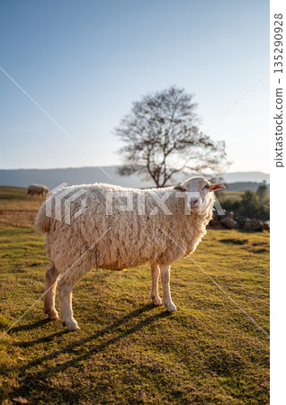 Full body portrait of smilling face white sheep standing on grassy field at the sunset. Full body portrait of smilling face white sheep standing on grassy field at the sunset. 135290928