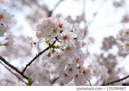 Cherry Blossoms 1704 07 135290967