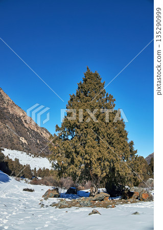 Tall evergreen tree stands tall in a snowy mountain valley with bright blue sky 135290999