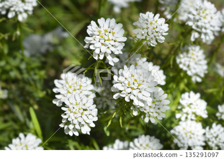 Evergreen candytuft Evergreen candytuft 135291097