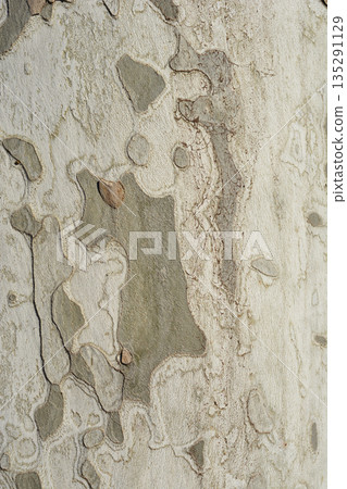 London plane London plane 135291129