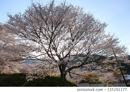 霞關公園的櫻花 2103年1月 霞關公園的櫻花 2103年1月 135291177