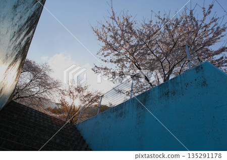 霞關公園的櫻花 2103年2月 霞關公園的櫻花 2103年2月 135291178