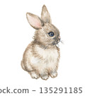 Hand Drawn Watercolor Cute Rabbit 135291185