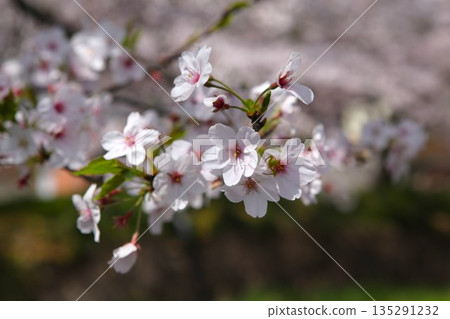 Cherry Blossoms 2104 06 135291232
