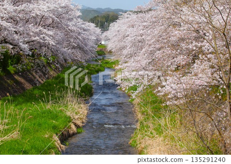 Sakura 2104 14 135291240