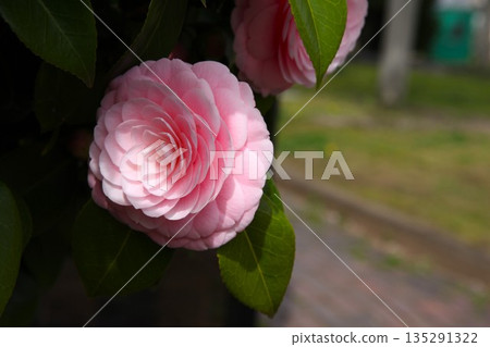 Maiden Camellia 2303 01 135291322
