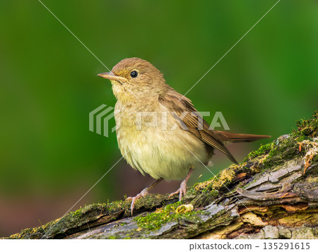 Nightingale or Luscinia luscinia perched on tree trunk over blurred green background. Nightingale is inconspicuous bird with the most beautiful song. 135291615