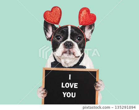 I Love You. Cute puppy and congratulatory inscription I Love You. Cute puppy and congratulatory inscription 135291894