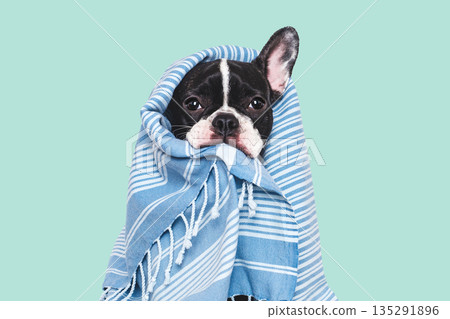 Cute puppy and blue towel. Studio shot Cute puppy and blue towel. Studio shot 135291896