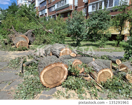 Old large thick tall poplar trees were cut down near residential buildings Old large thick tall poplar trees were cut down near residential buildings 135291961