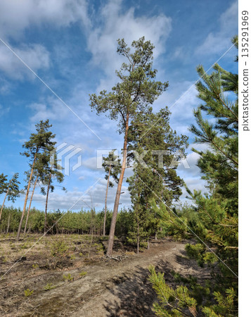 Beautiful trees and sky in beautiful forest. In beautiful spring wood 135291969