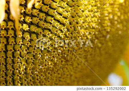 Fibonacci golden ratio in nature and sunflower seeds. Golden ratio in sunflowers 135292002