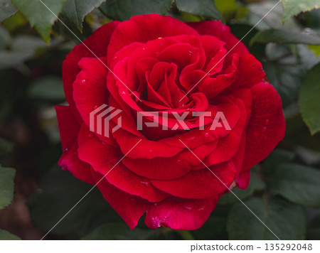 一朵紅玫瑰 一朵紅玫瑰 135292048