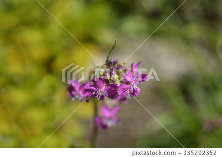 Sticky catchfly 135292352