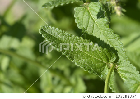 Common hedgenettle Common hedgenettle 135292354