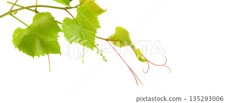 Fresh green grape leaves on vine isolated on white background 135293006