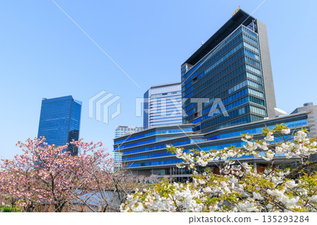 Cherry blossoms at Osaka Castle Park and Osaka Business Park (Chuo Ward, Osaka City, Osaka Prefecture) Cherry blossoms at Osaka Castle Park and Osaka Business Park (Chuo Ward, Osaka City, Osaka Prefecture) 135293284