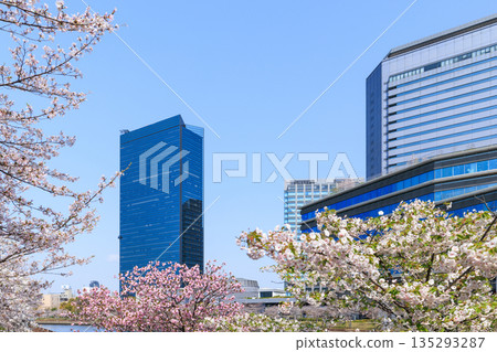 Cherry blossoms at Osaka Castle Park and Osaka Business Park (Chuo Ward, Osaka City, Osaka Prefecture) 135293287