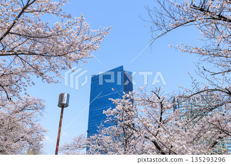 大阪城公園和大阪商務園區的櫻花（大阪府大阪市中央區） 135293296