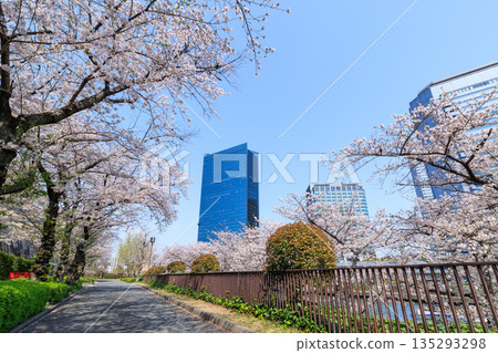 大阪城公園和大阪商務園區的櫻花(大阪府大阪市中央區) 大阪城公園和大阪商務園區的櫻花(大阪府大阪市中央區) 135293298