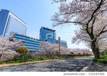 Cherry blossoms at Osaka Castle Park and Osaka Business Park (Chuo Ward, Osaka City, Osaka Prefecture) Cherry blossoms at Osaka Castle Park and Osaka Business Park (Chuo Ward, Osaka City, Osaka Prefecture) 135293300